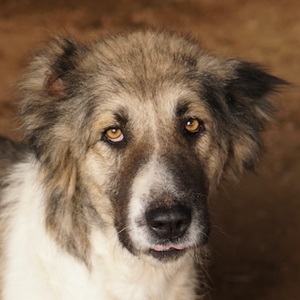 Talia, geb. ca. 09 2022, lebt in GRIECHENLAND, im städt. Tierheim Serres