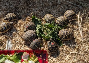 Kleine griechische Landschildkröten Bild 1