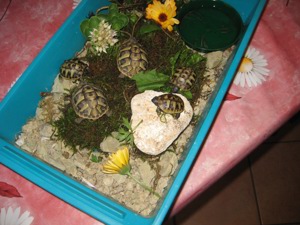Kleine griechische Landschildkröten Bild 2
