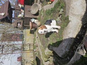 Beagle Tricolor Rüde Welpen Bild 7