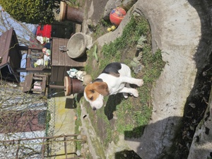 Beagle Tricolor Rüde Welpen Bild 6