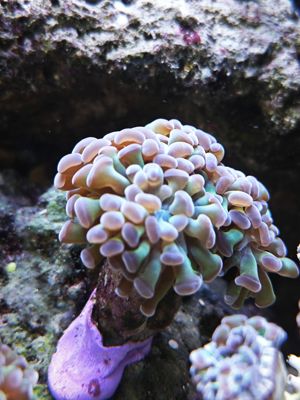 Korallen Ableger SPS und Scheibenanemonen Meerwasser Bild 7