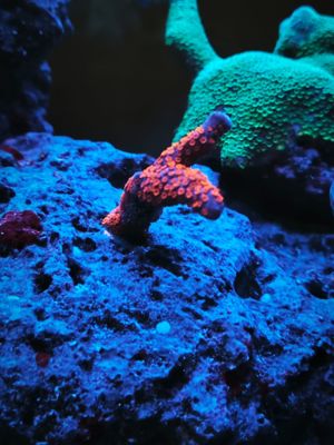 Korallen Ableger SPS und Scheibenanemonen Meerwasser Bild 1
