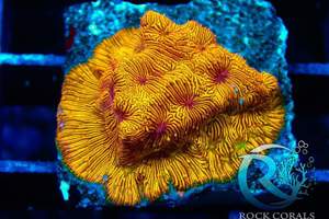 Meerwasser korallen Versand möglich  Bild 3
