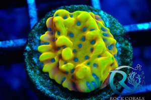 Meerwasser korallen Versand möglich  Bild 5