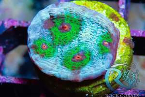 Meerwasser korallen Versand möglich  Bild 6