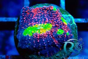 Meerwasser korallen Versand möglich  Bild 4