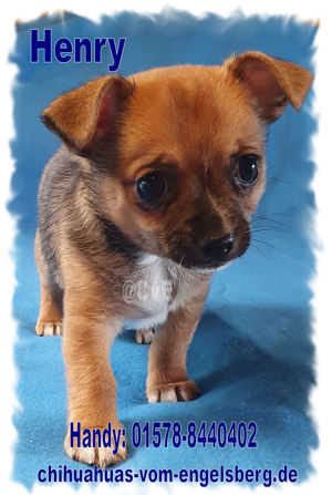 Wunderschöne Chihuahua Welpen aus langjähriger Zucht! Bild 8
