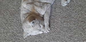 Steinfigur schlafende Katze, ca. 38 cm groß, neuwertig Bild 4