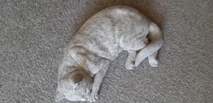 Steinfigur schlafende Katze, ca. 38 cm groß, neuwertig Bild 6