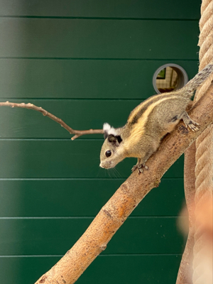Suche Himalaya Streifenhörnchen