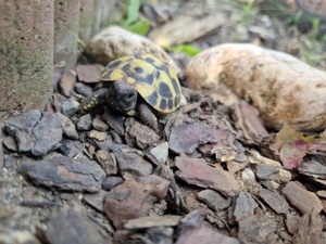 Griechische Landschildkröten 2022