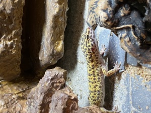 Ich verkaufe meine Leopardgeckos  Bild 1