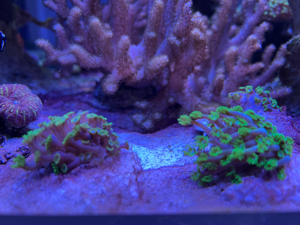 Alveopora ableger koralle meerwasser  Bild 2