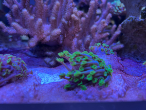 Alveopora ableger koralle meerwasser  Bild 3