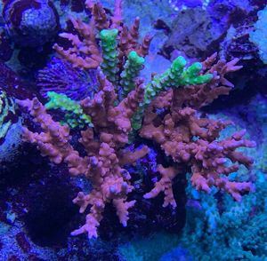 Anacropora JF TNT - selten, Korallen, Meerwasser, Ableger Bild 3