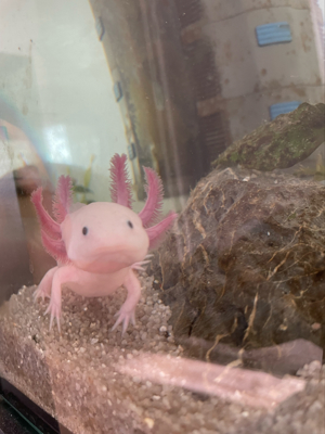 Axolotl Geschwister Bild 2