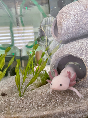 Axolotl Geschwister Bild 1