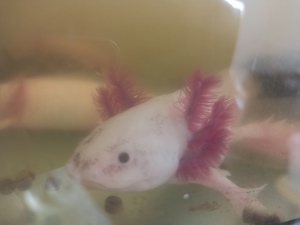 Axolotle Nachwuchs  Bild 4