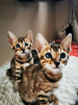Bengal-Kitten, *22.1.2024, nur noch 1 Mädchen und 1 Junge ab Mitte April abzugeben Bild 2