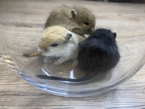 Baby Rennmäuse aus kleiner Hobbyzucht (Rennmaus, Gerbil, Wüstenrennmaus)