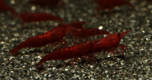 Bloody Mary Garnelen - Neocaridina davidi - Aquarium - Nano Bild 2