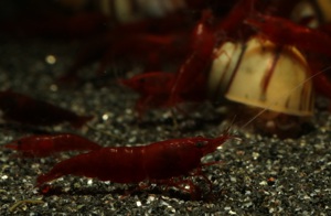 Bloody Mary Garnelen - Neocaridina davidi - Aquarium - Nano Bild 4