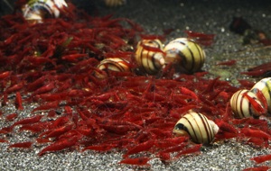 Bloody Mary Garnelen - Neocaridina davidi - Aquarium - Nano Bild 7