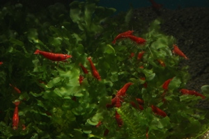 Bloody Mary Garnelen - Neocaridina davidi - Aquarium - Nano Bild 5
