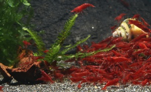 Bloody Mary Garnelen - Neocaridina davidi - Aquarium - Nano Bild 6