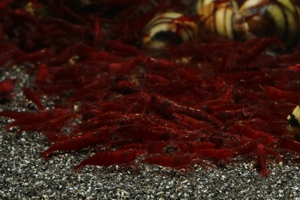 Bloody Mary Garnelen - Neocaridina davidi - Aquarium - Nano Bild 3