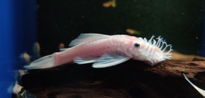 Ancistrus sp. Snow White Wels