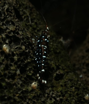 Caridina sp. Sulawesi Galaxy - Sulawesi Garnele