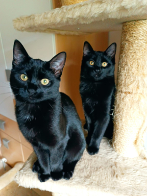 Hotel Transsilvanien   Katzen Geschwister suchen ihr zuhause  Bild 7