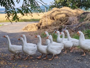Weidegänse, Ganter, Weidegans, Gans,