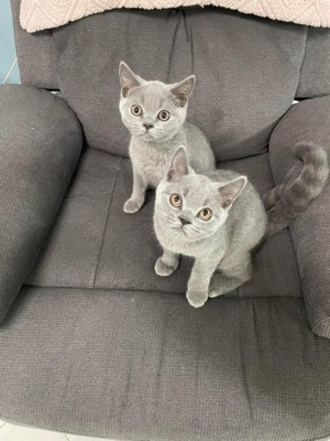 Zwei Reinrassige BKH- Kitten. Bild 1