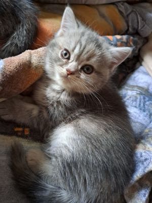 Perser Kitten (Mädchen)  Bild 7