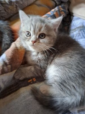 Perser Kitten (Mädchen)  Bild 8