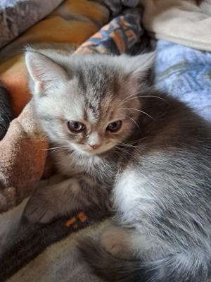 Perser Kitten (Mädchen)  Bild 3