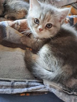 Perser Kitten (Mädchen)  Bild 4