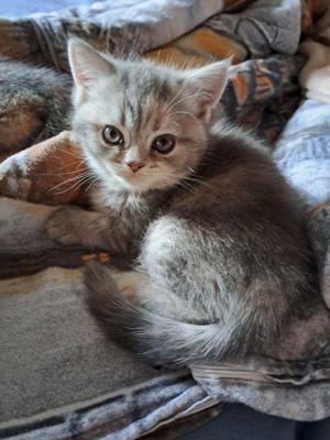 Perser Kitten (Mädchen)  Bild 5