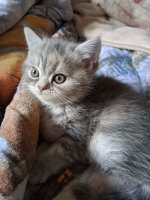 Perser Kitten (Mädchen)  Bild 6