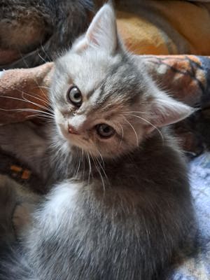 Perser Kitten (Mädchen)  Bild 2