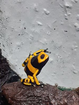 0,0,1 Dendrobates Leucomelas