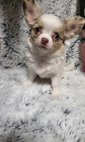Chihuahua Welpen  Bild 8