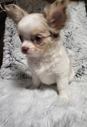 Chihuahua Welpen  Bild 1