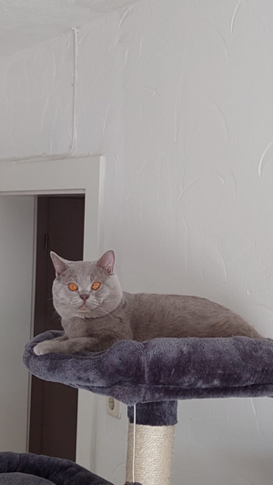 BKH Deckkater 