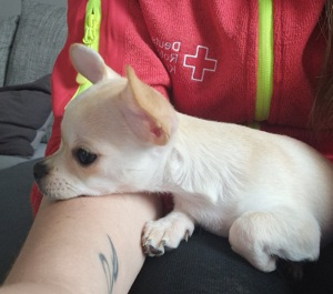 Chihuahua welpe  Bild 1