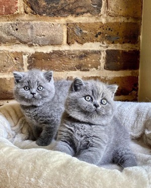 Zwei BKH- Kitten Bild 2