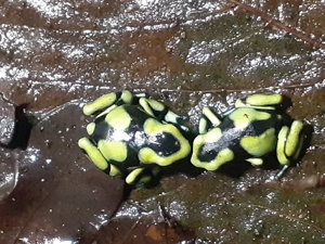 Dendrobates Auratus Capurgana